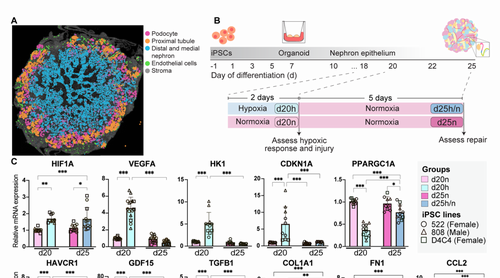 Modelling ischaemic AKI in human kidney organoids reveals injury-associated epithelial states and macrophage-epithelial crosstalk